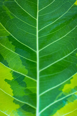 Green embossed leaf, macro close-up. Banner for eco text, vertical photo.