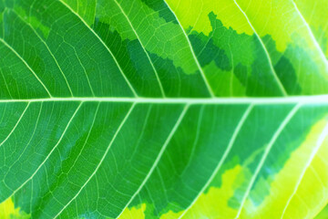 Green embossed leaf, close-up macro. Banner for text about ecology, horizontal photo.