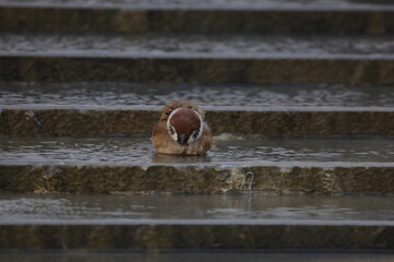 closeup Hong Kong Birds nature small sparrow playing water