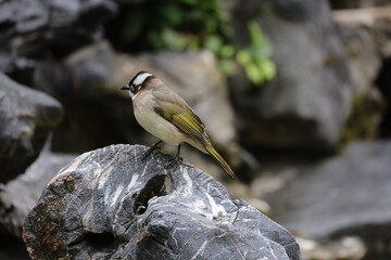 Pycnonotus sinensis birds  on the rock with leaf water in Hong Kong