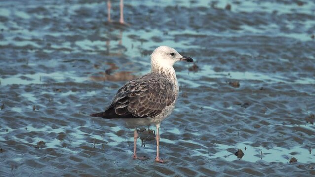 Bandar Abbas, Strait of Hormuz, January. Seagull on beach at low tide. Wintering Lesser black-backed gull (Larus fuscus heuglini) or Good species Larus heuglini, first winter plumage. Bird Taxonomy