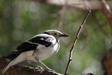 close up Gracupica nigricollis white yellow bird on the tree leaf green in Hong Kong