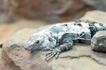 Silver iguana rests on a rock. Symbol of the year 2024 dragon