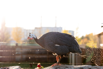 In summer, guinea fowl walk in the park, close-up against the backdrop of the city. Wild bird on a walk