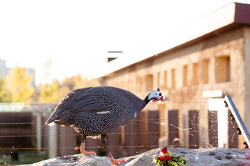 In summer, guinea fowl walk in the park, close-up against the backdrop of the city. Wild bird on a...
