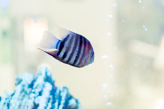 Diamond or pearl cichlasoma, Herichthys carpintis, swims in a home aquarium, Close-up.
