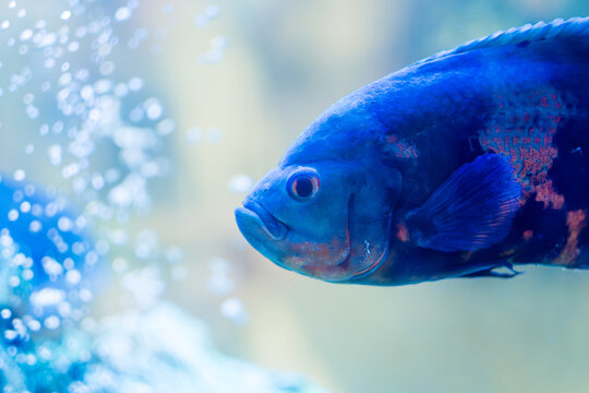 Astronotus aquarium fish close-up. Bubbles in oxygen in water
