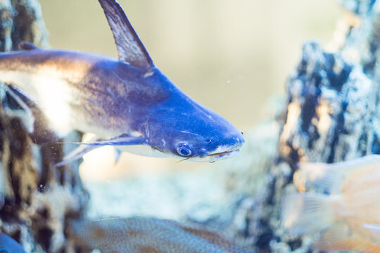 Pangasius aquarium close-up. Beautiful fish in the water
