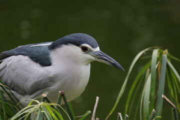 close up great night blue heron bird nature  in the garden Hong Kong 