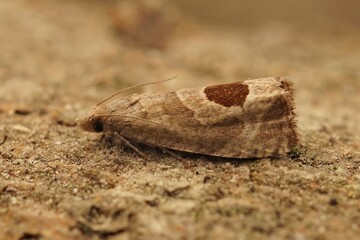 Closeup on the Bramble shoot micro tortricid moth, Notocelia uddmanniana, a plant parasite pest of raspberries sitting on wood