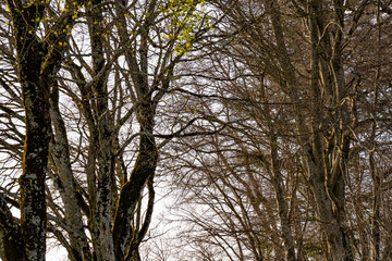 trees in the park