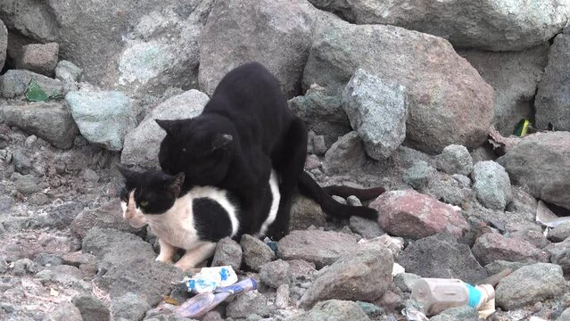 Sexual behavior. Copulating stray cats, service. The female is old grimalkin and the male resembles a black panther