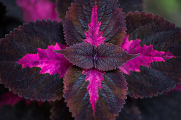 Purple Coleus Plant