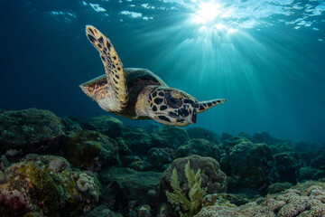 Hawksbill Turtle - Eretmochelys imbricata swims along coral reefs. Underwater world of Tulamben,...