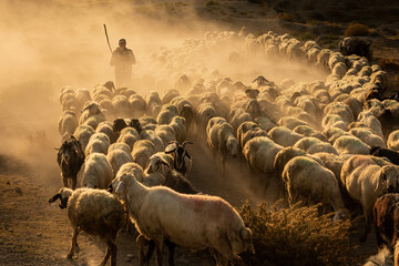The journey of a shepherd and her flock of sheep on dust-covered roads.