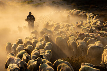 The journey of a shepherd and her flock of sheep on dust-covered roads.