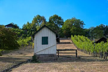 Alte Hütte und Rebstöcke am Hang im Sommer bei Stuttgart, Deutschland