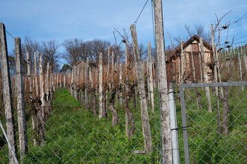 Obraz premium Alter Weinberg und alte Hütte am Hang bei Stuttgart, Deutschland