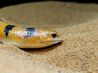 ピーターズバンデッドスキンク
