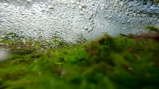 Counter flow of water with air bubbles over green algae on shallow at the waterfall, Panorama, Slow motion