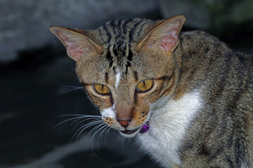 a dashing black cat is stalking his enemy