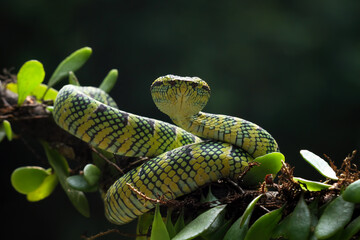 wagleri pit viper snakes on branch, tropidolaemus wagleri