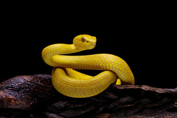 Yellow viper snake on branch, yellow white-lipped pit viper, Trimeresurus insularis, endemic snake...