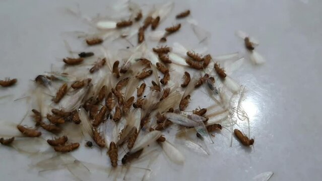 A group of dead dying flying termites or winged termites, also known as laron or Isoptera