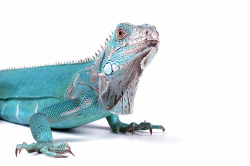 Blue Iguana isolated on white, blue Iguana Cyclura Lewisi, Grand Cayman Blue Iguana