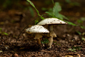 Grzyby © Sławomir