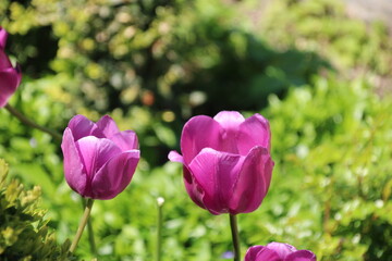 Violette Tulpen