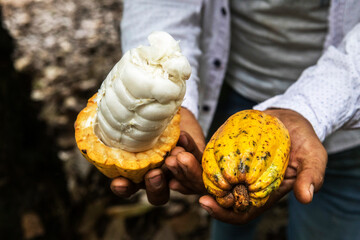 cacao chuncho