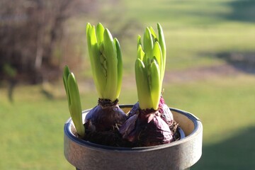 Hyazinthe (Hyacinthus), ein Frühlingsbote, im Vordergrund (Nahaufnahme). Im Hintergrund Wiese und...