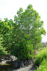 mangrove trees, Green mangrove forest with morning sunlight