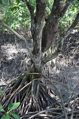Roots of mangrove in mangrove forest