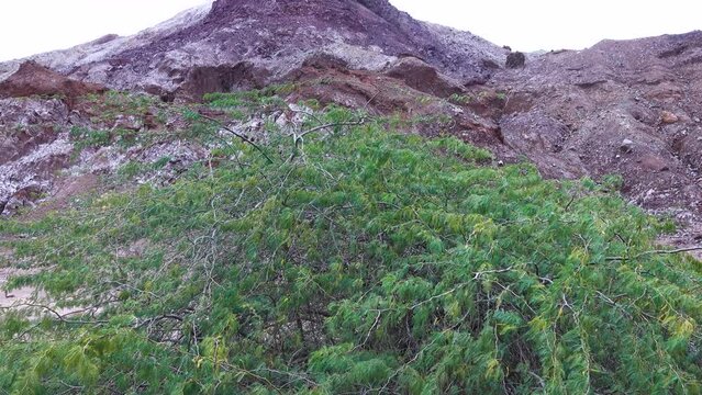 Salines mountains. halite deposins. Thin acacia vegetation. Volcanic origin Hormuz Island.