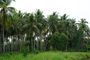 Obraz premium Garden of Coconut Tree In Sunlight.