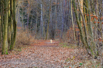 A white dog stands alone on a forest path on a sunny day in winter in Siebenbrunn, the smallest...