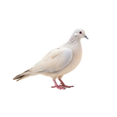 Fototapeta na wymiar pigeon isolated on white background
