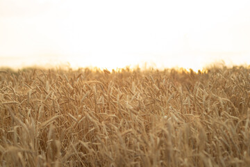 wheat field, sunset, vastu