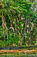 picturesque garden of Pamplemousse in Mauritius Republic
