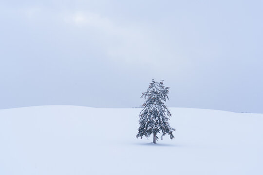 富良野　雪原に立つ春よ来いの木　厳冬期北海道観光