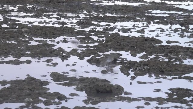 Wintering birds feed at low tide on a lava-sand bank, most dunlins (Calidris alpina) in winter plumage. Bandar Abbas, Iran, January