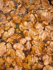 Wet Beech tree leaves at a young beech tree shrub in autumn-winter, nice background.