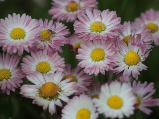 A lot of small multi-colored flowers daisies
