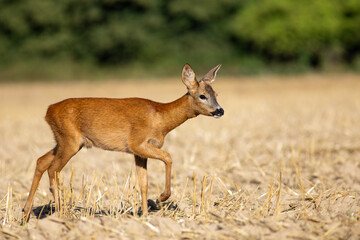 Roe Deer (Capreolus capreolus), young buck walking on field