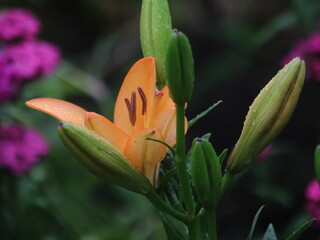 Salmon lily on the background of large green leaves and small purple flowers