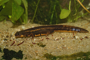 Closeup on a male Japanese, subtropical endangered a Riu-Kiu sword tailed newt, Cynops ensicauda ensicauda
