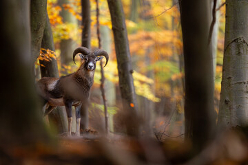 European Mouflon (Ovis Orientalis), young mouflon standing in beautiful autumn forest - obrazy, fototapety, plakaty