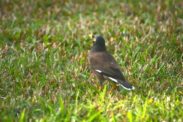 Acridotheres tristis on the grass